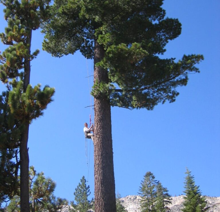 Protect the Pines | 1% For The Planet